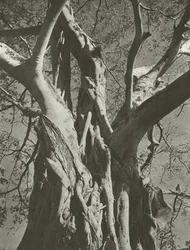 Banyan drzewo (zdjęcie czarno-białe)
