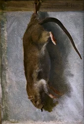 Badanie martwego szczura