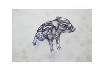 Mała Świnka, 2015, (biro biro na papierze)