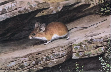 Big Eared Pinion Mouse reprezentuje klan białonogi w surowych kanionach na południowym zachodzie