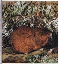 Brown Lemming, krępy gryzoń, który żyje w plastrze miodu w tunelach
