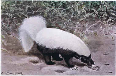 Hog Nosed Skunk, biała góra, czarne dno, kopie na jedzenie z uderzeniami długimi pazurami