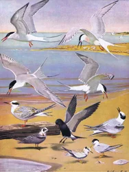 Ilustracja z publikacji The Natural History of American Birds of Eastern and Central North America. przez Bramhall House ok. 1970 r.