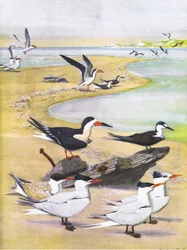 Ilustracja z publikacji The Natural History of American Birds of Eastern and Central North America. przez Bramhall House ok. 1970 r.