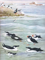 Ilustracja z publikacji The Natural History of American Birds of Eastern and Central North America. przez Bramhall House ok. 1970 r.