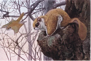 Southern Flying Squirrel ma membrany ślizgowe