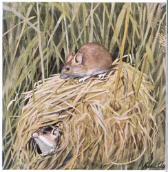 Western Harvest Mouse żyje i rozmnaża się w trawiastym gnieździe