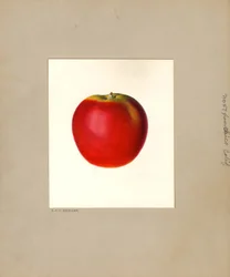 Jabłko (Malus domestica: nr 57) (akwarela)