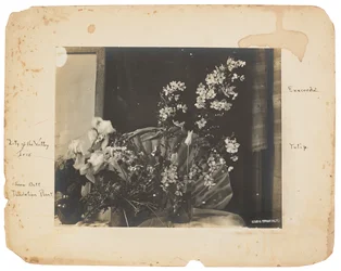 Tiffany Studios, c.1898-1920 (фотография ч/б)польск.