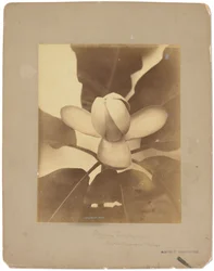 Tiffany Studios, ok. 1898-1920 (fotografia czarno-biała)