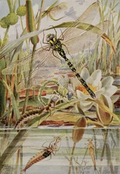 Ważka i Mayfly, ilustracja z „Stories of Insect Life” Williama J. Claxtona