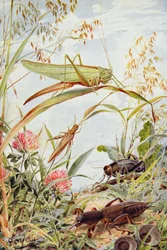 Musical Insects, ilustracja z „Stories of Insect Life” Williama J. Claxtona