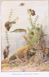 Cierniki i ślimaki wodne, ilustracja z „Country Ways and Country Days” (kolor lito)