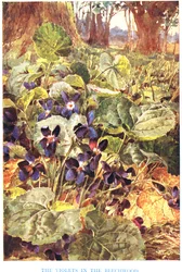 Fiołki w bukowym, ilustracja z „Country Ways and Country Days” (kolor lito)