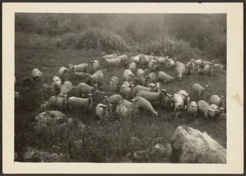 [Stado owiec]