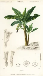 Banan, Musa acuminata., 1849 (grawerowanie)