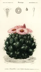 Kaktus ulowy, Coryphantha elephantidens.,1849 (grawerowanie)