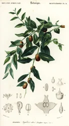 Chińska data lub jujube, Ziziphus jujuba. ,1849 (grawerowanie)