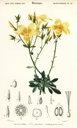Len, Linum campanulatum., 1849 (grafika)