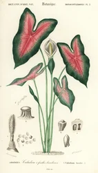Serce Jezusa, Caladium bicolor. ,1849 (grawerowanie)