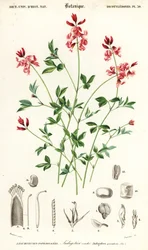 Roślina indygo, leżąca Indigofera. , 1849 (grawerowanie)