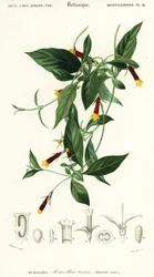 Manettia luteorubra. ,1849 (grawerowanie)