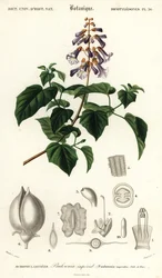 Księżniczka, drzewo cesarzowej lub naparstnica, Paulownia tomentos, 1849 (rycina)