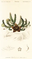 Kwiat gwiazdy, Orbea variegata.,1849 (grawerowanie)