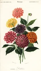 Odmiany dalii ogrodowych, Dahlia pinnata ,1849 (grawerowanie)