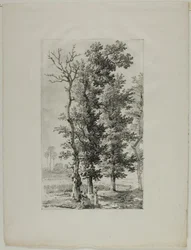 Studium Drzew