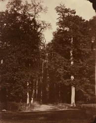 Las w Saint-Cloud, 1859-1860 (zdjęcie)