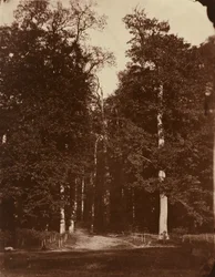Las w Saint-Cloud