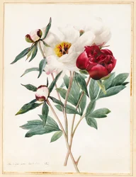 Czerwono-białe piwonie zielne, 1829 (wc z pewnym kolorem ciała na welinie)