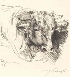 Stierkopf Głowa Woły, 1912.