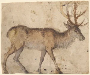 Studium jelenia (recto), ok. 1520-30 (pędzel z brązowym myciem, podkreślony białym gwaszem)
