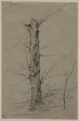 Drzewo, ok. 1835-45.