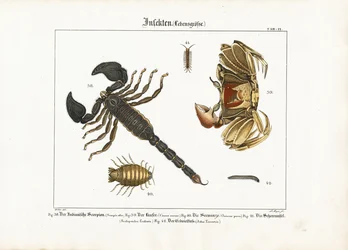 Stawonogi: Skorpion, krab i inne stawonogi