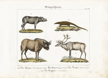 Ssaki egzotyczne: pangolin, gnu, renifer i babirusa