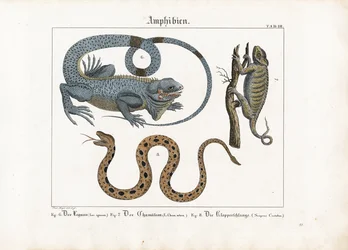 Iguana, kameleon i grzechotnik