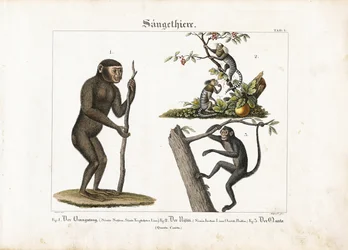 Naczelne: Orangutan, Marmozeta zwyczajna i Małpa pająk