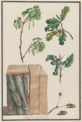 Badania kwiatów, owoców i pnia dębu szypułkowego Quercus robur, 1788.