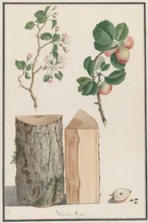 Badania pnia, kwiatów i owoców dzikiej jabłoni Malus sylvestris, 1788.