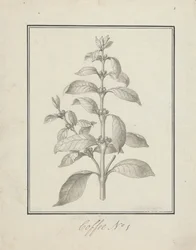 Coffea arabica L. (Kawa arabica): gotowy rysunek pędów liściastych i jagód