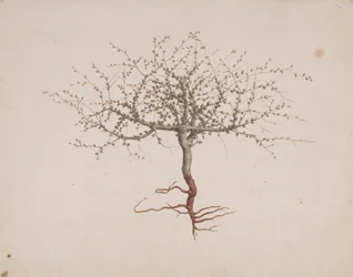 Commiphora gileadensis (L.) C. Chr. (Bálsamo de Gileade, Opobalsam): desenho finalizado se o hábito da árvore (com raízes)polonês
