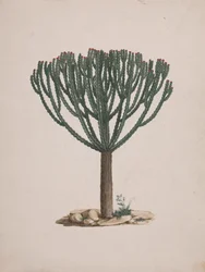 Euphorbia abyssinica J.F. Gmel. (Ethiopian Tree-Spurge): gotowy rysunek pokroju drzewa