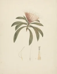 Protea gaguedi J.F. Gmel. (Protea): desenho finalizado com detalhes florais polonês