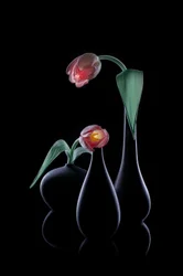 Eleganckie świetliste tulipany
