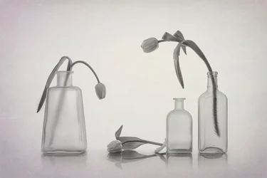 Spokojna martwa natura z tulipanami
