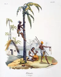 Mężczyzna z kasty Nadar wspinający się na palmę, 1827-35