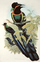 Arfak Astrapia, Astrapia Nigra - Rajski Ptak